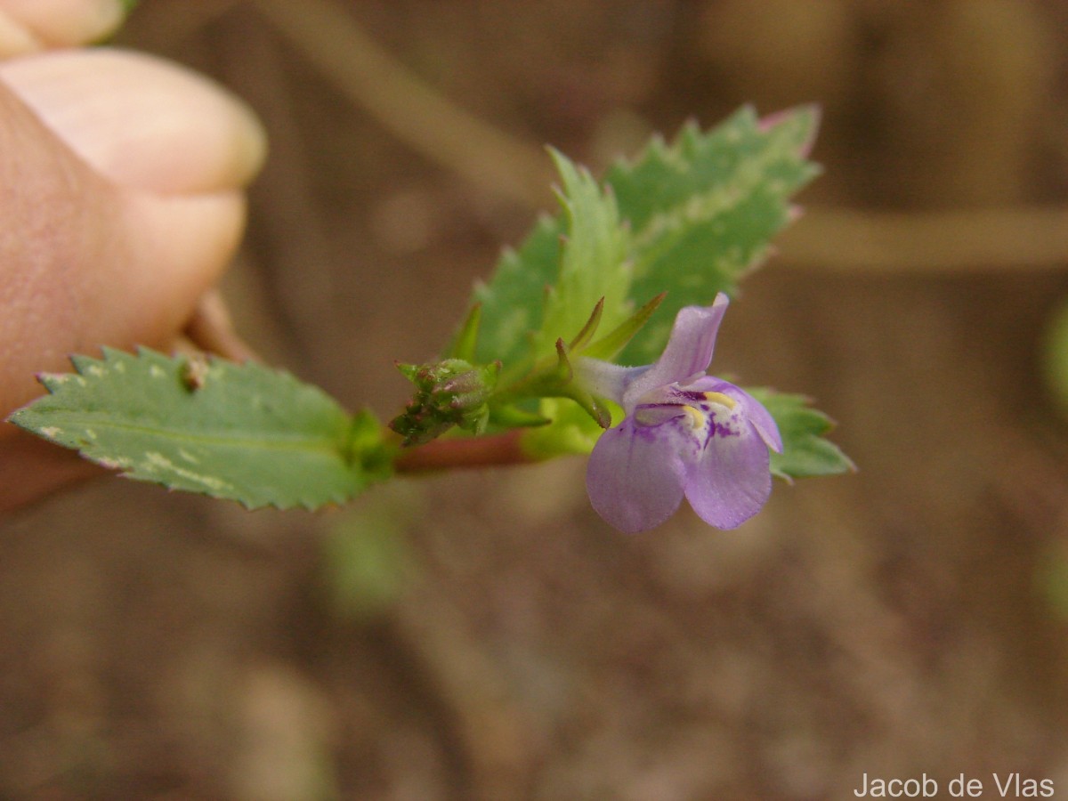 Bonnaya ciliata (Colsm.) Spreng.
